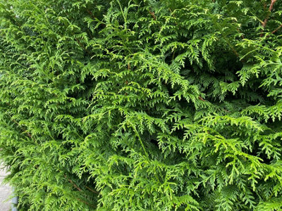 Direct Plants Thuja Plicata Gelderland Western Red Cedar 4-5ft Pack of 10 Supplied in 3 Litre Pots