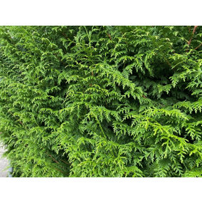 Direct Plants Thuja Plicata Gelderland Western Red Cedar 4-5ft Pack of 10 Supplied in 3 Litre Pots