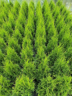 Direct Plants Thuja Smaragd Large Cedar Conifer Plant Tree 60cm in a 3 Litre Pot