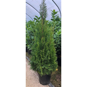 Direct Plants Thuja Smaragd Large Specimen Ornamental Conifer Plant Tree Supplied in a 2/3 Litre Pot