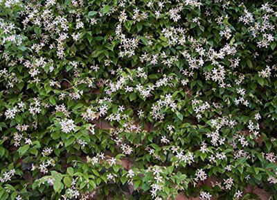 Direct Plants Trachelospermum Jasminoides Star Jasmine Highly Fragrant Climbing Plant 5-6ft Supplied in a 7 Litre Pot
