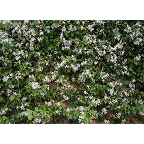 Direct Plants Trachelospermum Jasminoides Star Jasmine Highly Fragrant Climbing Plant 5-6ft Supplied in a 7 Litre Pot