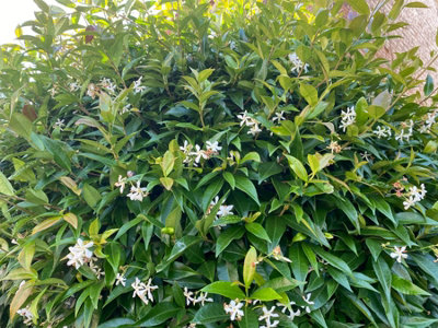 Direct Plants Trachelospermum Jasminoides Star Jasmine Highly Fragrant Climbing Plant Supplied in a 9cm Pot