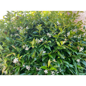 Direct Plants Trachelospermum Jasminoides Star Jasmine Highly Fragrant Climbing Plant Supplied in a 9cm Pot