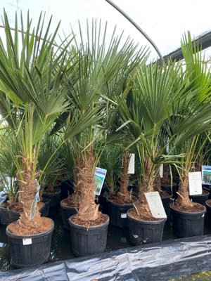 Direct Plants Trachycarpus Fortunei Fan Palm Tree 4.5-5ft Plant in a 15/20 Litre Pot