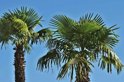 Direct Plants Trachycarpus Fortunei Fan Palm Tree 4.5-5ft Plant in a 15/20 Litre Pot