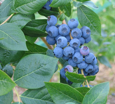 Direct Plants Vaccinium Corymbosum Bluecrop Blueberry Bush Fruit Plant ...