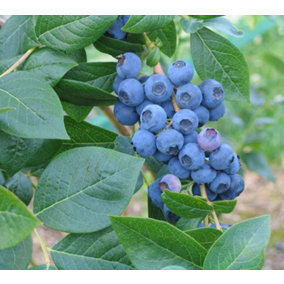 Direct Plants Vaccinium Corymbosum Bluecrop Blueberry Bush Fruit Plant Large Supplied in a 2 Litre Pot
