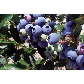 Direct Plants Vaccinium Corymbosum Duke Blueberry Bush Fruit Plant Large Supplied in a 2 Litre Pot