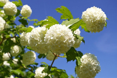 Direct Plants Viburnum Opulus Roseum 60-70cm White Snowball Shrub 5L Pot