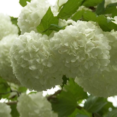 Direct Plants Viburnum Opulus Roseum 60-70cm White Snowball Shrub 5L Pot