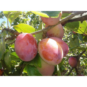 Direct Plants Victoria Plum Fruit Tree 5-6ft Tall Self Fertile & Ready to Fruit in a 5 Litre Pot