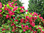 Direct Plants Weigela Bristol Ruby Shrub Large Supplied in a 3 Litre Pot