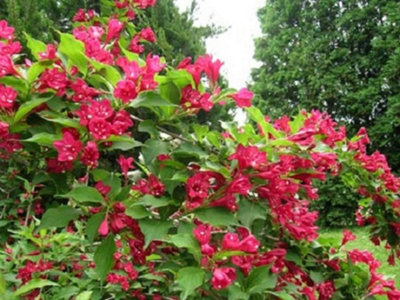 Direct Plants Weigela Red Prince Shrub Large Plant 2-3ft Supplied in a ...