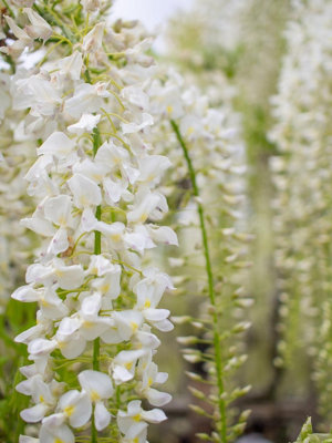 Direct Plants Wisteria Alba White Climbing Plant Extra Large Grafted 6-7ft Tall in a 10 Litre Pot