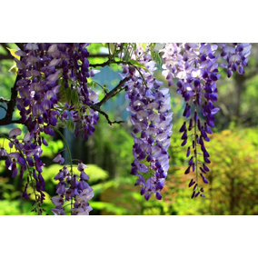 Direct Plants Wisteria Caroline Flowering Climbing Plant Grafted 3-4ft Supplied in a 3 Litre Pot