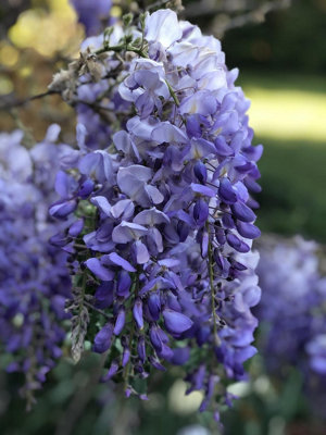 Direct Plants Wisteria Sinensis Blue Climbing Plant Extra Large Grafted 6-7ft Tall in a 10 Litre Pot