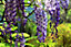Direct Plants Wisteria Sinensis Caroline Flowering Climbing Plant Grafted 2ft Supplied in a 2 Litre Pot
