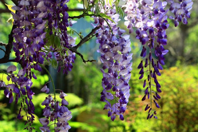 Direct Plants Wisteria Sinensis Caroline Flowering Climbing Plant ...