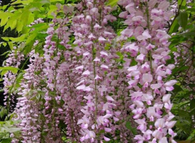 Direct Plants Wisteria Sinensis Pink Climbing Plant Grafted 5-6ft Tall Extra Large Supplied in a 5 Litre Pot