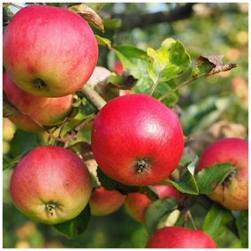 Discovery Apple Tree 3-4ft, 6L Pot Ready to Fruit, Crisp,Juicy, Strawberry Taste 3FATPIGS