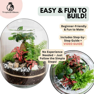 DIY Bonsai Terrarium Kit with Live Plants and Moss, H: 25 cm with Glass  Container