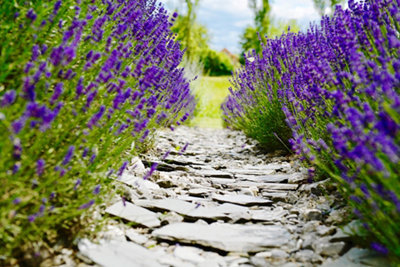 20 unique garden path ideas at B&Q