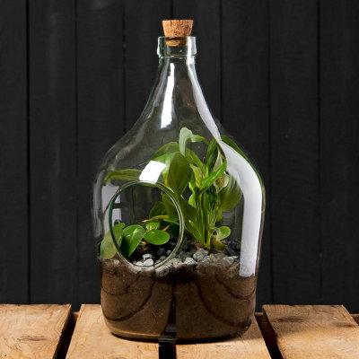 DIY Open Bottle Plant Terrarium Starter Kit - 3 Litre