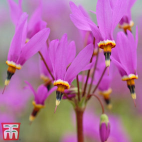 Dodecatheon Meadia 9cm Potted Plant x 1