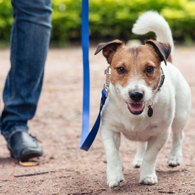 Dog Pet Puppy Training Lead Leash 50ft 15m Long Obedience Recall Blue