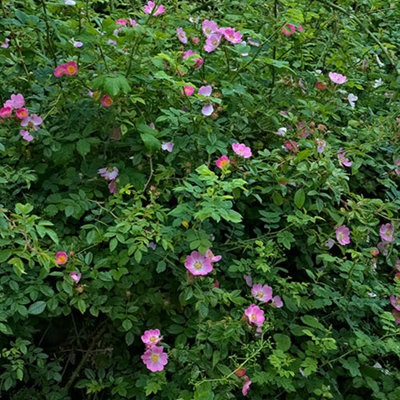 Dog Rose Hedge Rosa canina Set of 50 Bare Root Hedges 60-90cm tall ...