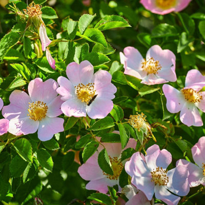 Dog Rose Hedge Rosa canina Set of 50 Bare Root Hedges 90-120cm tall ...
