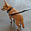 Dog Training Lead Pet Puppy Leash 10ft 3m Long Obedience Recall Line Walking