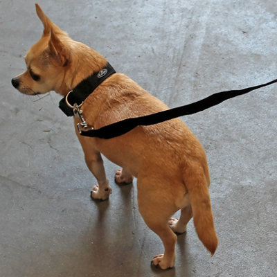 Dog Training Lead Pet Puppy Leash 10ft 3m Long Obedience Recall Line Walking