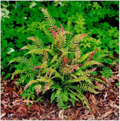 Doodia 'Media' Common Rasp Fern Deciduous Garden Plant (9cm Pot)