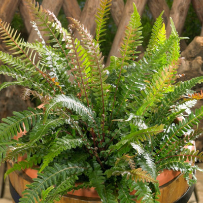 Doodia Media Rasp Fern Semi Evergreen Outdoor Garden Ready Fern Plants ...