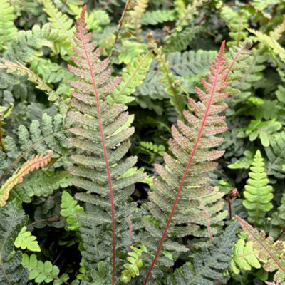 Doodia Media Rasp Fern Semi Evergreen Outdoor Garden Ready Fern Plants ...
