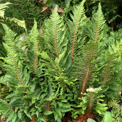 Doodia Media Rasp Fern Semi Evergreen Outdoor Garden Ready Fern Plants ...