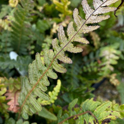 Doodia Media Rasp Fern Semi Evergreen Outdoor Garden Ready Fern Plants ...