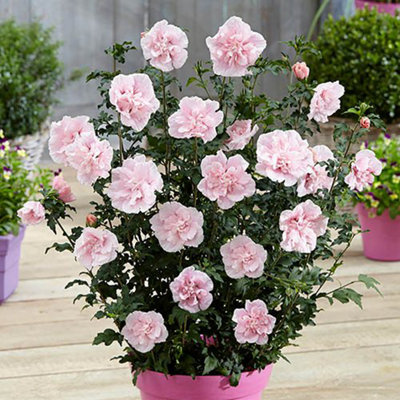 Double Flowered Hibiscus 'Chiffon Pink' in a 3L Pot - Potted Hibiscus Plants for Gardens