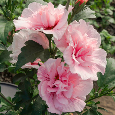 Double Flowered Hibiscus 'Chiffon Pink' in a 3L Pot - Potted Hibiscus Plants for Gardens - 3