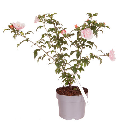 Double Flowered Hibiscus 'Chiffon Pink' in a 3L Pot - Potted Hibiscus Plants for Gardens - 4