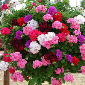 Double Flowered Rosebud Geranium Bedding & Basket Plant Pack of 12 Jumbo Plugs
