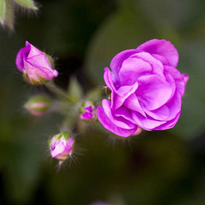 Double Flowered Rosebud Geranium Bedding & Basket Plant Pack of 12 Jumbo Plugs - 3