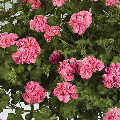 Double Flowered Rosebud Geranium Bedding & Basket Plant Pack of 12 Jumbo Plugs - 4