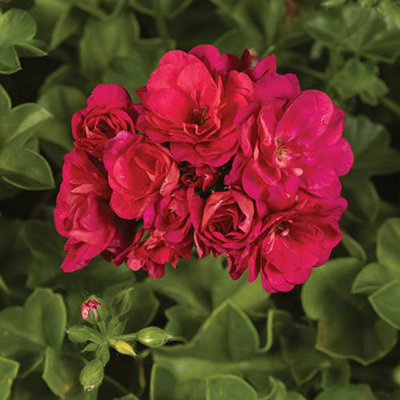 Double Flowered Rosebud Geranium Bedding & Basket Plant Pack of 12 Jumbo Plugs - 5