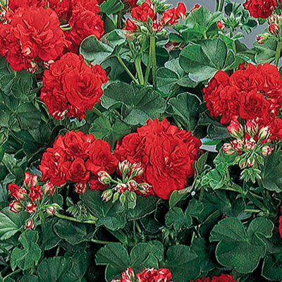 Double Flowered Rosebud Geranium Bedding & Basket Plant Pack of 12 Jumbo Plugs - 6