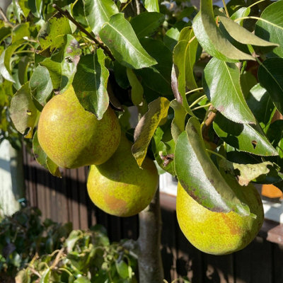 Doyenne Du Comice Pear (Pyrus) Tree - 12Ltr Potted
