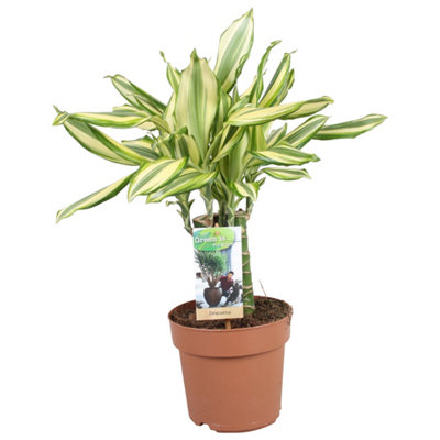 Dra Fr Diamonddream, 17cm Pot Size, 40cm Tall, Dracaena, Indoor Houseplant