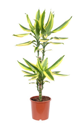 efeu schwarze blätter Efeu - Hedera helix